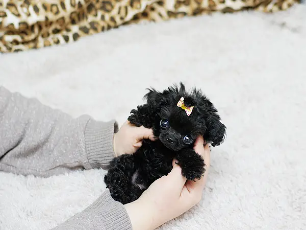 Toy Poodles,