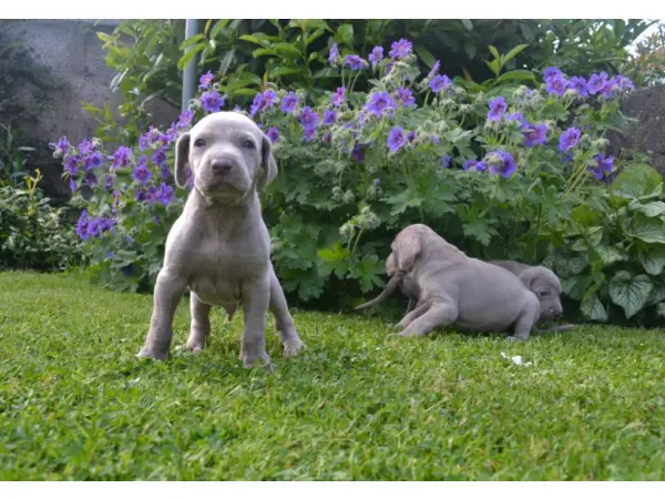 Weimaraner Pups for sale